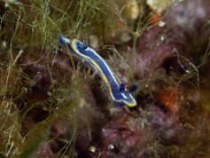 DORIDE TRICOLORE (Hypselodoris Tricolor).jpg